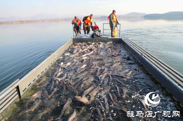 新春走基層||泌陽生態(tài)好魚滿倉 好運“鰱鰱”冬捕忙