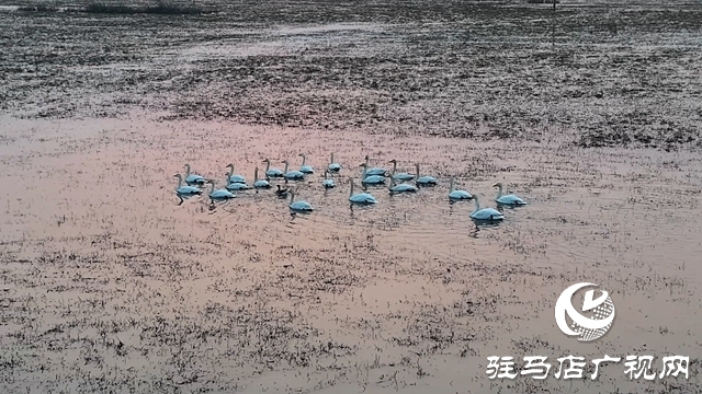 寒冬，他們在宿鴨湖濕地守護(hù)候鳥