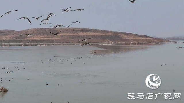 寒冬，他們在宿鴨湖濕地守護候鳥