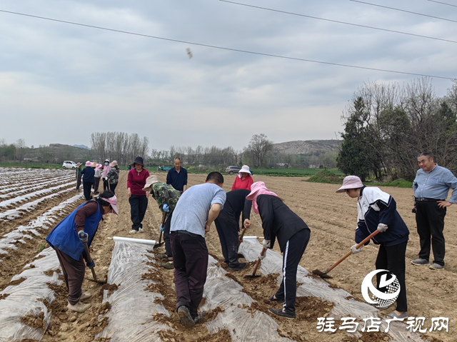 驛城區(qū)朱古洞鄉(xiāng)：丹參藥香濃 致富好“錢”景