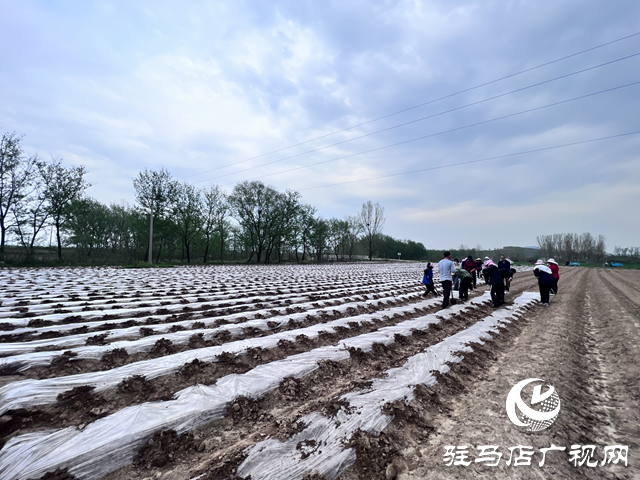 驛城區(qū)朱古洞鄉(xiāng)：丹參藥香濃 致富好“錢”景