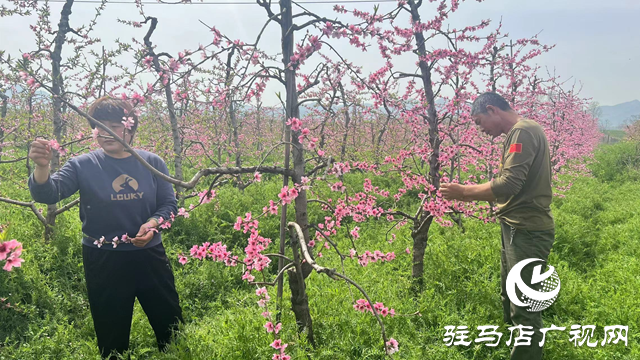 驛城區(qū)蟻蜂鎮(zhèn)紅云家庭農(nóng)場：發(fā)展生態(tài)農(nóng)業(yè) 走上致富之路