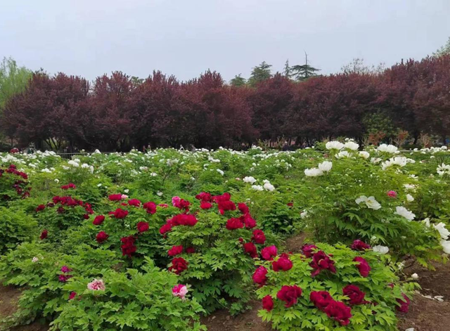 駐馬店南海公園：牡丹次第開(kāi) 國(guó)色綻芳容