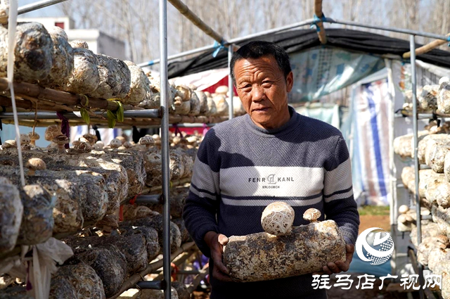 泌陽(yáng)縣泰山廟鎮(zhèn)：振興路上“菇”事多