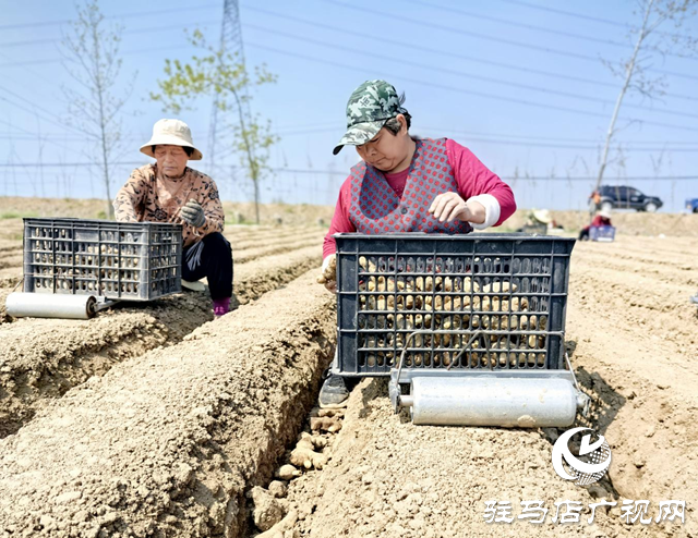 驛城區(qū)水屯鎮(zhèn)：春耕好時光 農(nóng)戶種姜忙