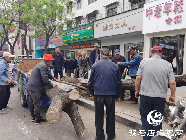 駐馬店市園林綠化處開(kāi)展死樹(shù)枯枝集中清理行動(dòng)