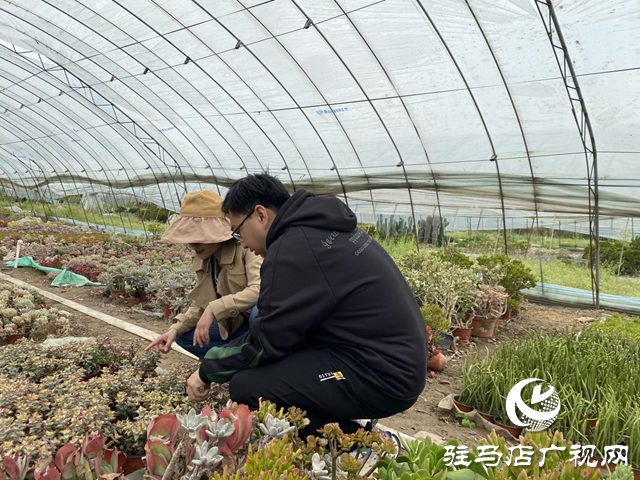 驛城區(qū)順河街道：小多肉為鄉(xiāng)村振興“增香添色”