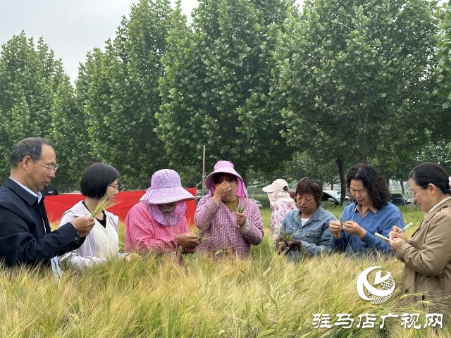 駐馬店：青貯大麥田間測(cè)產(chǎn) 篩選優(yōu)秀青貯大麥品種助力畜牧業(yè)健康發(fā)展