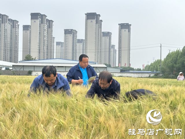 駐馬店：青貯大麥田間測(cè)產(chǎn) 篩選優(yōu)秀青貯大麥品種助力畜牧業(yè)健康發(fā)展