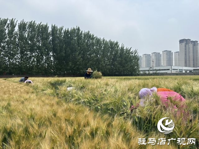 駐馬店：青貯大麥田間測(cè)產(chǎn) 篩選優(yōu)秀青貯大麥品種助力畜牧業(yè)健康發(fā)展