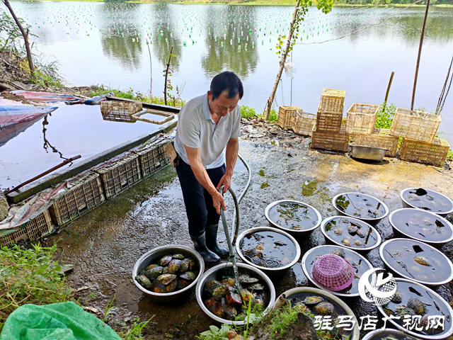 平輿縣老王崗鄉(xiāng)黃灣村：800畝汝河故道淡水養(yǎng)殖80萬只珍珠蚌助村民增收致富