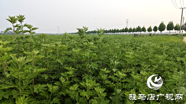 泌陽(yáng)縣黃山口鄉(xiāng)：打好生態(tài)牌 藥材變藥財(cái)