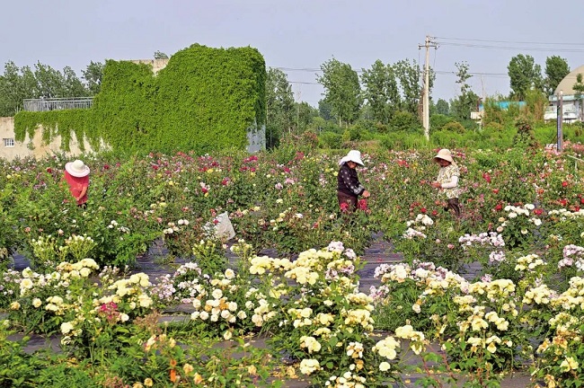 “豫”見(jiàn)四季·夏丨河南“花兒”讓顏值變產(chǎn)值