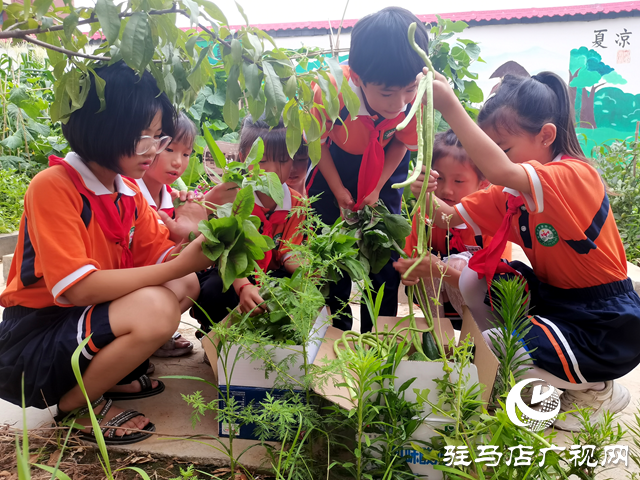 駐馬店市第四小學(xué)：勞動實踐收獲豐 愛心義賣傳真情