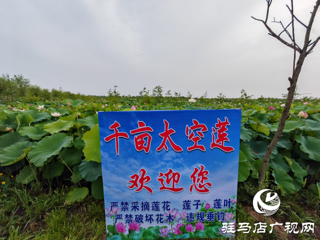 平輿縣楊埠鎮(zhèn)陳凡村：大力發(fā)展“蓮經(jīng)濟(jì)”讓小小蓮子成為鄉(xiāng)村振興的大產(chǎn)業(yè)