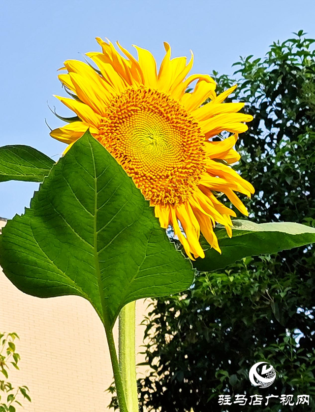 詩歌《信念在陽光里開花》