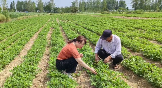 暴雨過后如何防范農(nóng)田內(nèi)澇？農(nóng)業(yè)專家支招