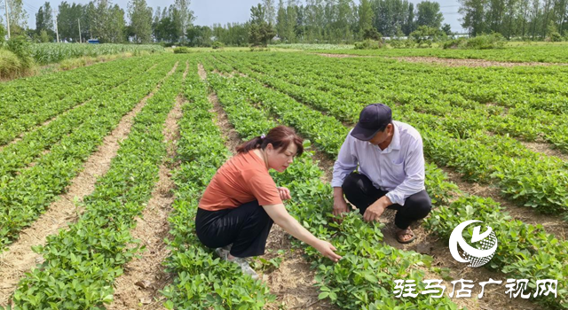 暴雨過(guò)后如何防范農(nóng)田內(nèi)澇？農(nóng)業(yè)專(zhuān)家支招