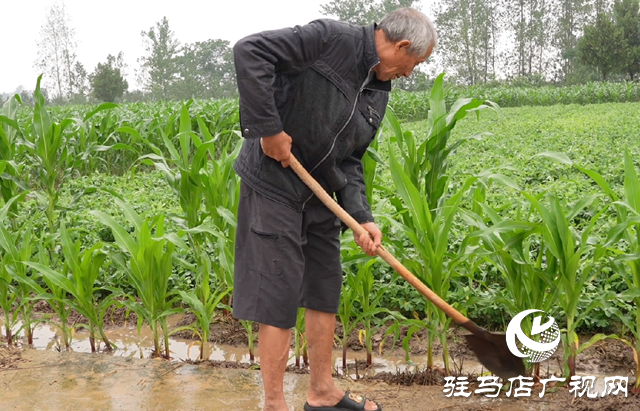 正值玉米拔節(jié)期 田間管理要注意