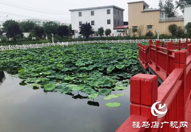 西平縣柏城荷花盛放 夏日美景引人流連