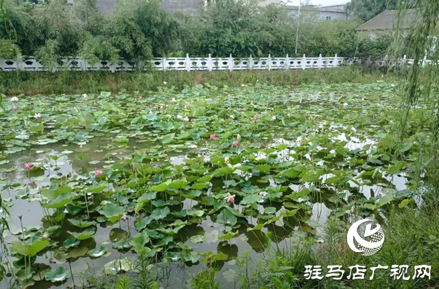 西平縣柏城荷花盛放 夏日美景引人流連