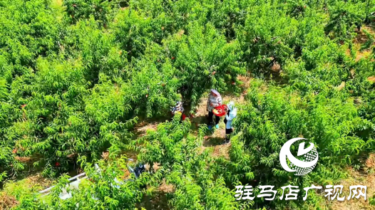 驛城區(qū)蟻蜂鎮(zhèn)魯灣村：蟠桃滿枝頭 滿園好“豐”景