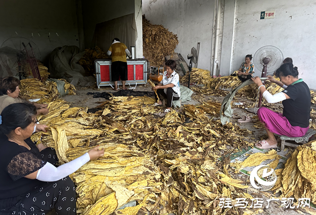 泌陽縣郭集鎮(zhèn)：煙葉迎豐收 烘烤收獲忙