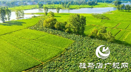 正陽(yáng)縣：淮河岸邊稻花香 13萬(wàn)畝水稻豐收在望