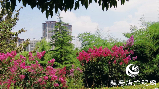 泌陽(yáng)縣梁河游園：紫薇綻放香滿園