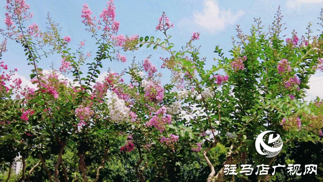 泌陽(yáng)縣梁河游園：紫薇綻放香滿園