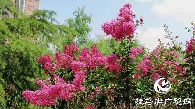 泌陽(yáng)縣梁河游園：紫薇綻放香滿園