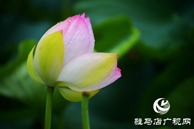 泌陽縣漢風(fēng)公園：雨荷美景引人醉