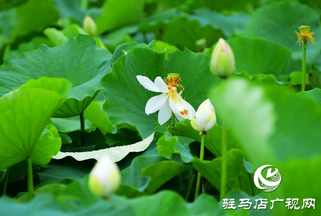 泌陽縣漢風(fēng)公園：雨荷美景引人醉