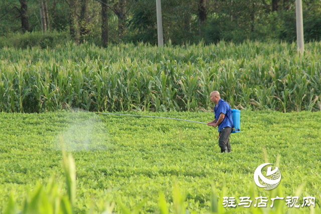 泌陽(yáng)縣黃山口鄉(xiāng)：精準(zhǔn)管理 打好秋糧生產(chǎn)主動(dòng)仗