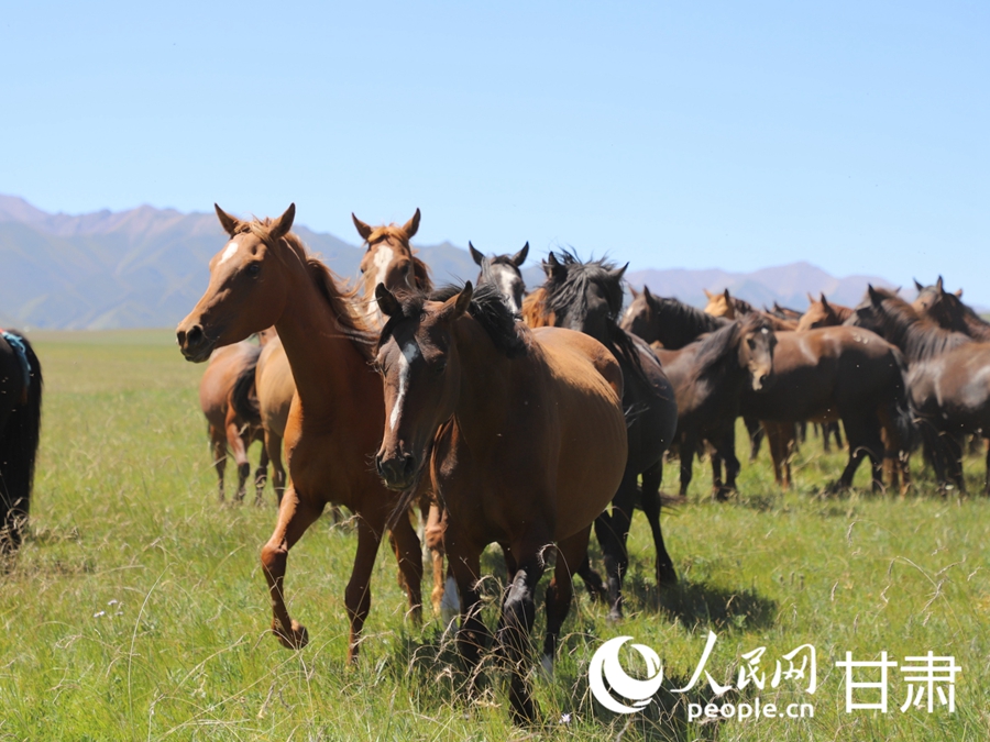 草肥馬壯 祁連山下好風光