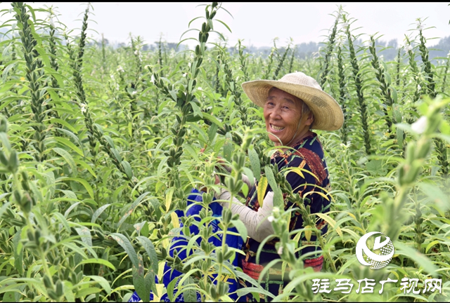 平輿縣：芝麻葉采摘季 村民家門口當(dāng)“上班族”