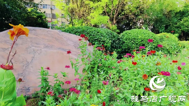 泌陽縣金色港灣花園初秋綻放別樣色彩