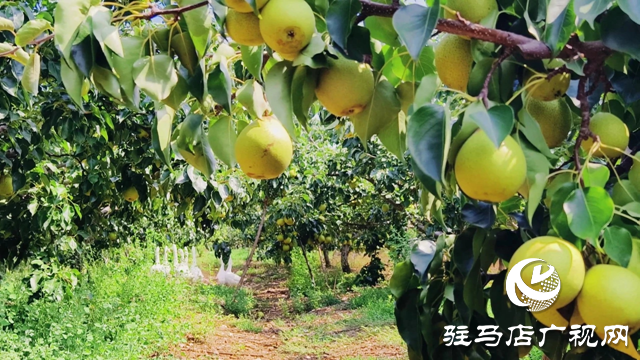 泌陽縣馬谷田鎮(zhèn)河南村：果園豐收采摘忙