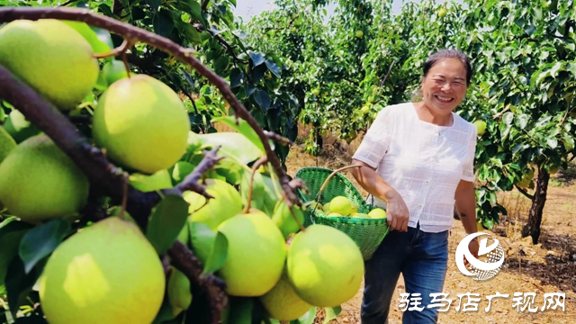 泌陽縣馬谷田鎮(zhèn)河南村：果園豐收采摘忙