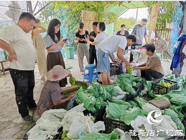 平輿縣東皇街道大王寨社區(qū)：電商引流 葡萄熱賣