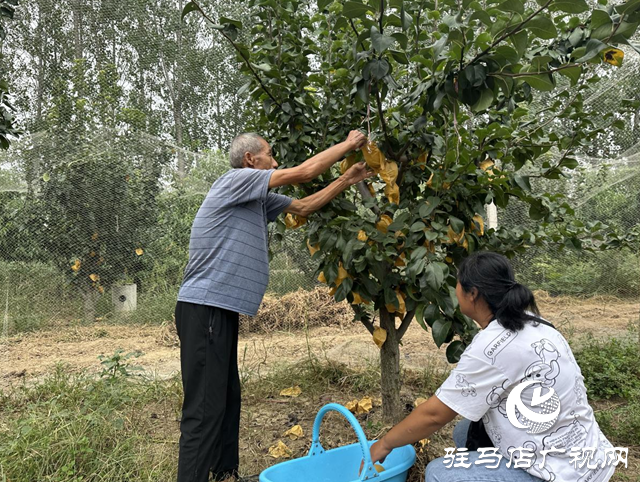 驛城區(qū)水屯鎮(zhèn)：秋月梨成熟 果農笑開顏