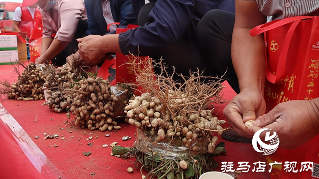 正陽縣：花生喜獲豐收 比賽展示成果