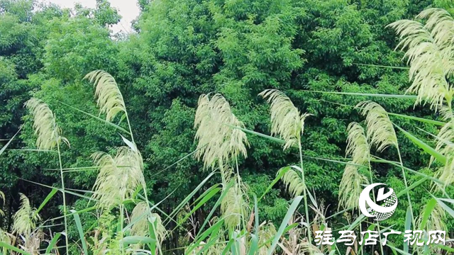 泌陽(yáng)縣十八道河畔秋色醉人