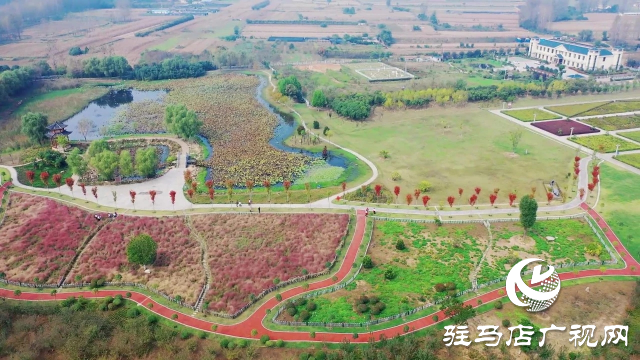 泌陽漢風公園，秋日里的粉色夢境