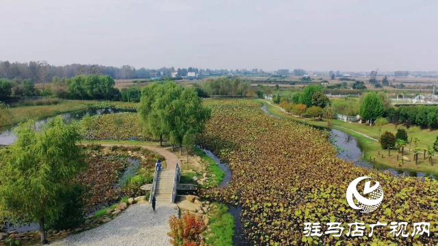 泌陽漢風公園，秋日里的粉色夢境