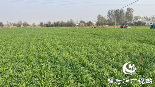 遂平縣石寨鋪鎮(zhèn)柳莊村：韭菜種出致富好“錢”景