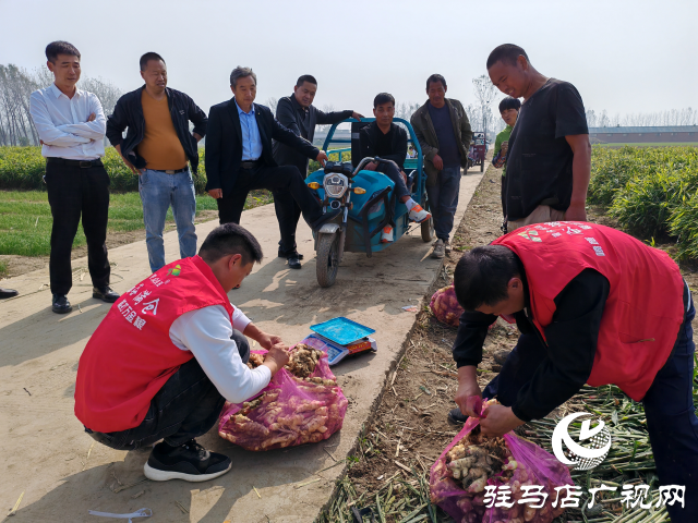 平輿縣高楊店鎮(zhèn)劉寨村委：特色生姜種植喜獲豐收 村民致富“姜”來可期