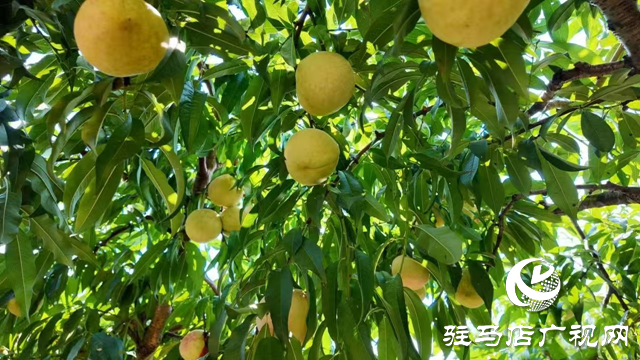 平輿縣廟灣鎮(zhèn)馮莊村冬雪蜜桃種植園：甜蜜豐收?qǐng)鼍傲钊?ldquo;桃”醉